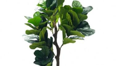 Изкуствено декоративно дърво „Фидъл Лийф“ – 180 см